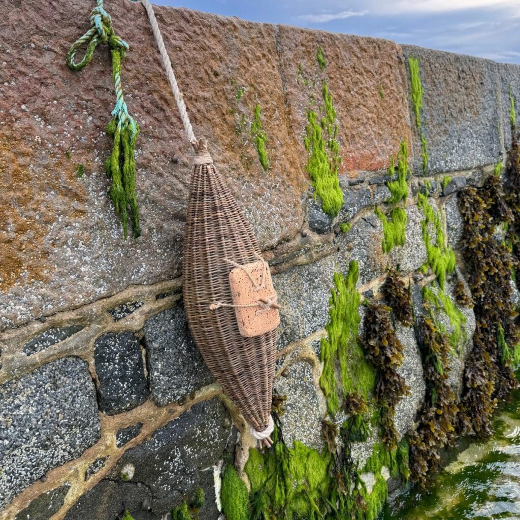 Guernsey Courge (fishing basket)